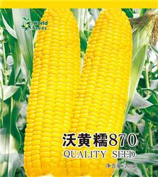 鲜食玉米种子——沃黄糯870