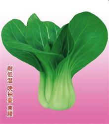 油菜种子——沃冠一号