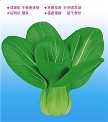 油菜种子——沃冠二号