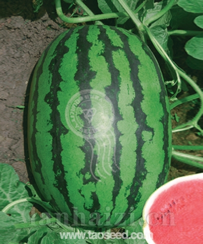 大棚213