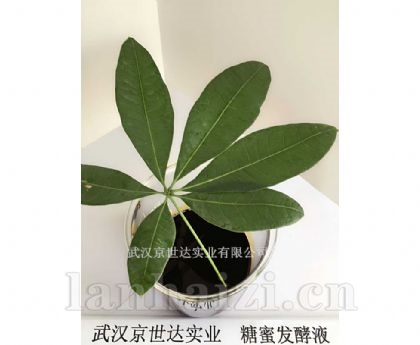 糖蜜发酵液