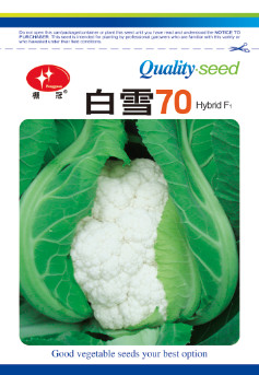 白雪70-花椰菜种子