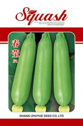 春莹——鲜食西葫芦