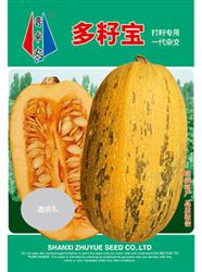 多籽宝——籽用西葫芦