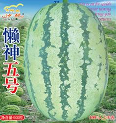 懒神五号