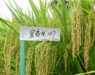 宜香107