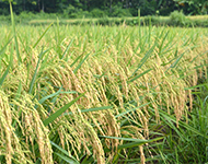 福龙两优1031