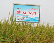 博优691