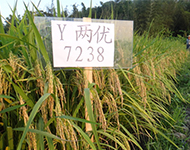 Y两优7238