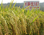 Y两优187