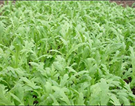 小叶茼蒿