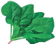 菠菜TY2006-50g