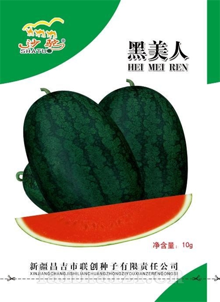 特大黑美人