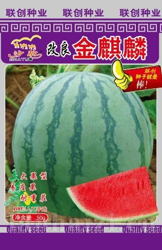 改良金麒麟