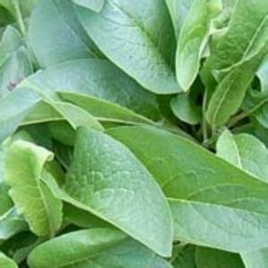 改良墨西哥玉米种子 改良俄罗斯饲料菜