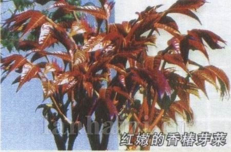 这期特别推荐的红油6号香椿是专业香椿基地选育的菜用
