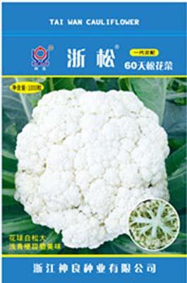 浙松60天--浙松系列松花菜