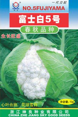 富士白5号--富士白系列白花菜