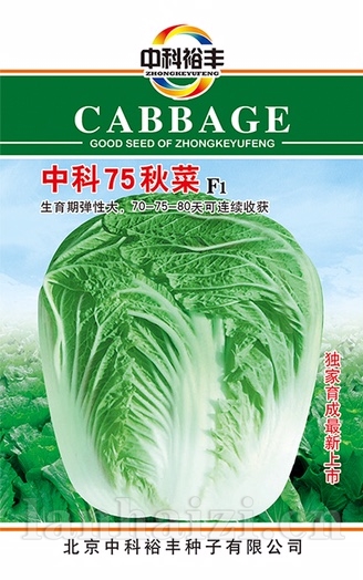 中科75秋菜