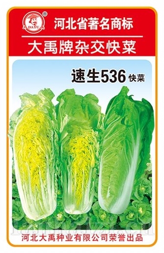 速生536快菜