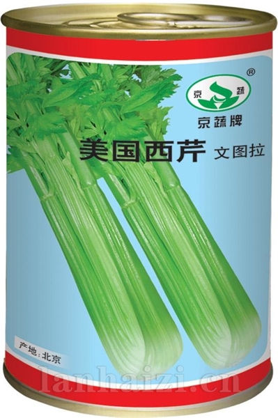美国西芹文图拉罐装