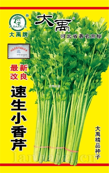 速生小香芹