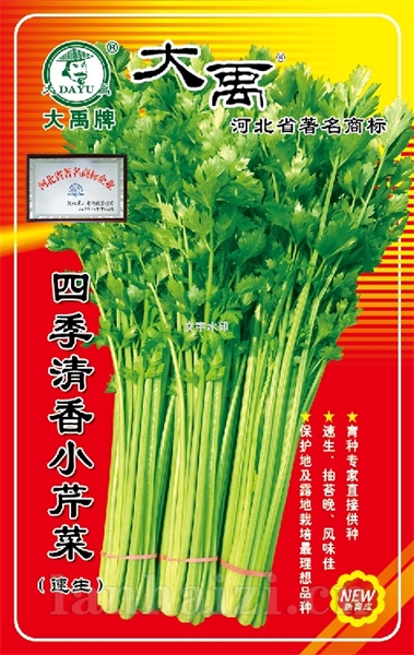 四季清香小芹菜