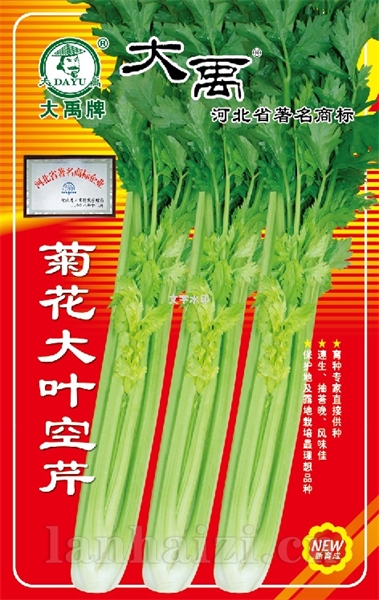 菊花大叶空芹