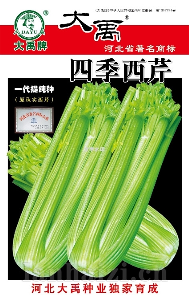四季西芹