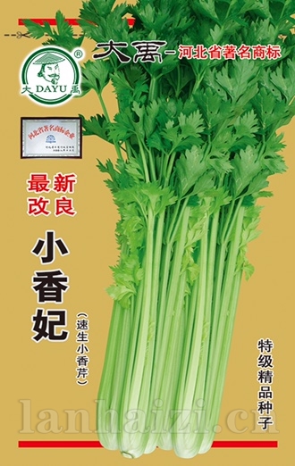 小香妃