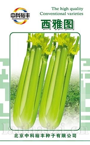 西雅图