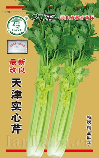 天津实心芹
