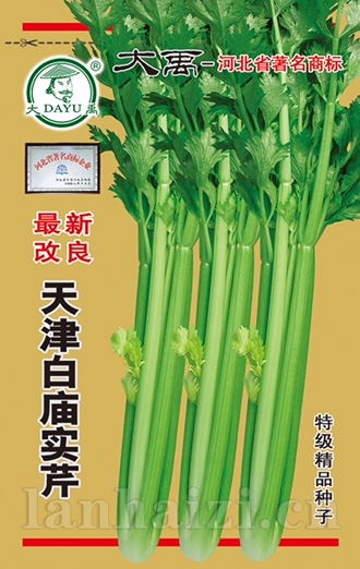 天津白庙实芹