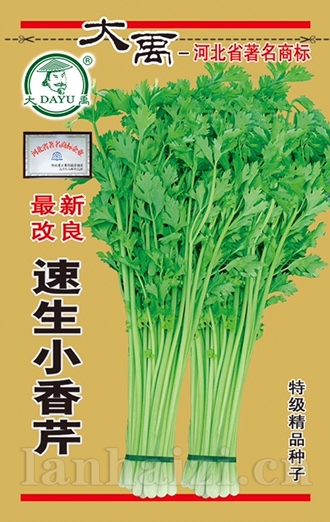 速生小香芹