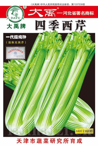 四季西芹