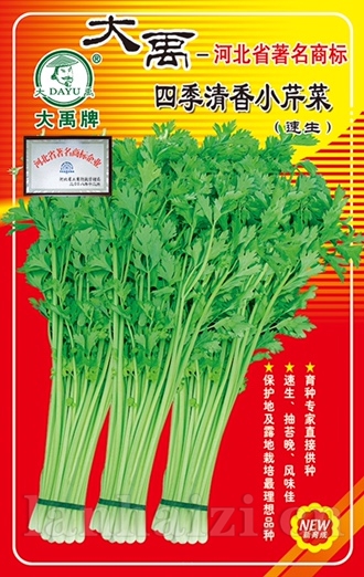 四季清香小芹菜