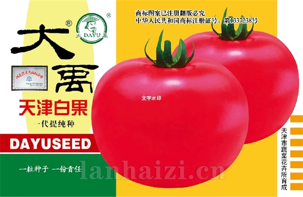 天津白果