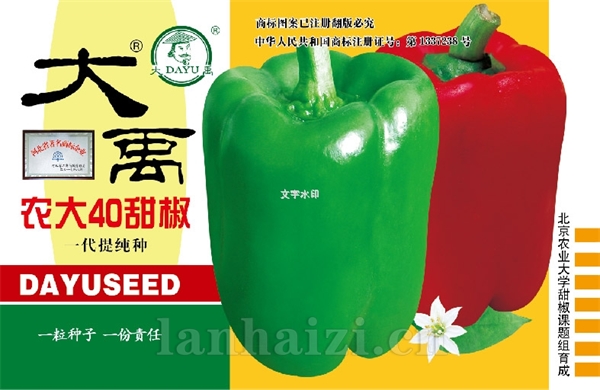农大40甜椒