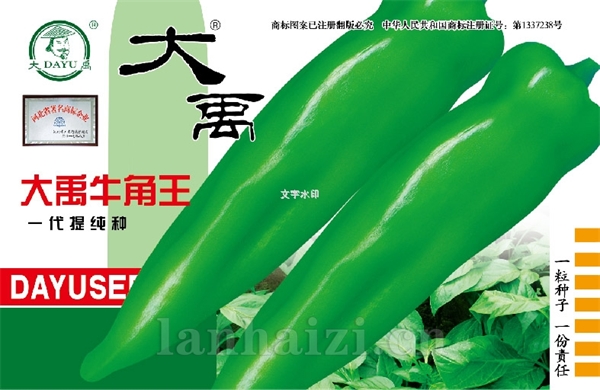 铁杆茼蒿