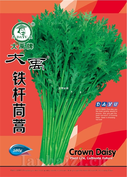铁杆茼蒿