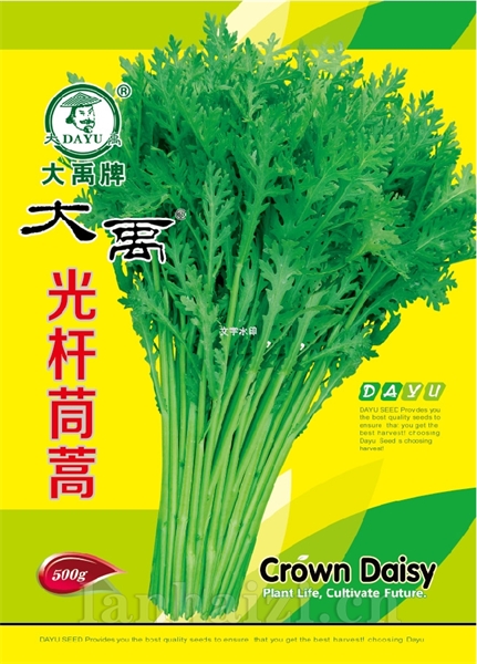 光杆茼蒿金版
