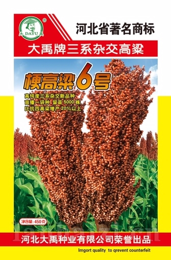 梗高粱6号