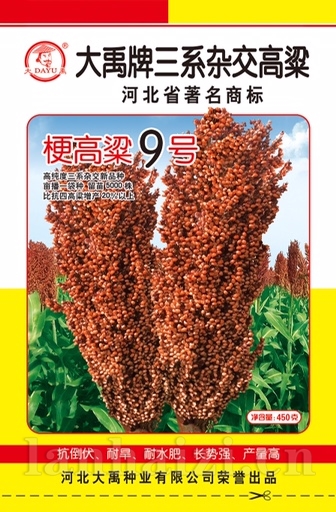梗高粱9号