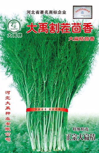 大扁桔