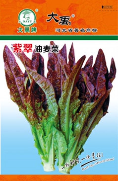 紫翠油麦菜