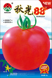 千禧大黄柿子