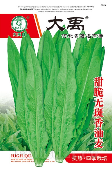 甜脆无斑香油麦菜