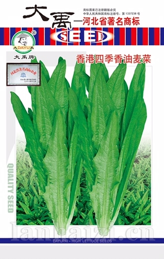 四季香油麦菜