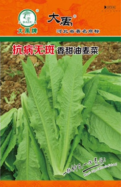 抗病无斑香甜油麦菜