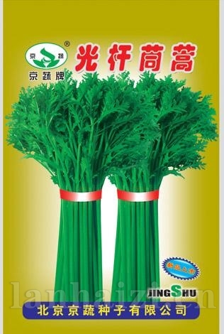 光杆茼蒿